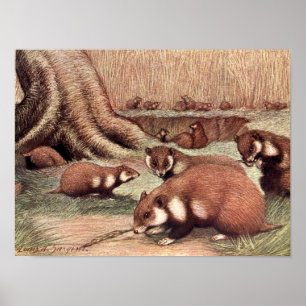 Vintage Wilde Tiere, Hamster von Louis Sargent Poster