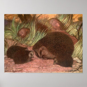 Vintage Wilde Tiere, Igel von Louis Sargent Poster