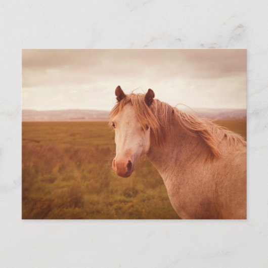 Vintage-Wildpferd Postkarte (Vorderseite)