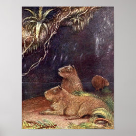 Vintage Wildtiere, Capybara von Louis Sargent Poster