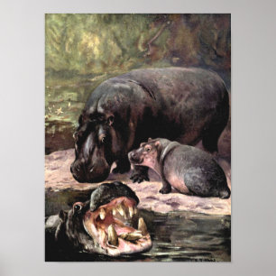 Vintage Wildtiere, Hippopotamus von CE Swan Poster