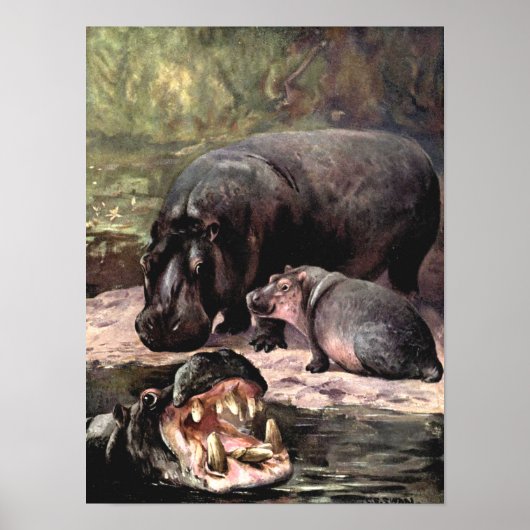 Vintage Wildtiere, Hippopotamus von CE Swan Poster (Vorne)