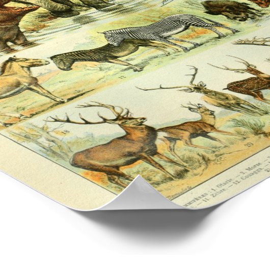 Vintage Wildtiere Print Poster (Ecke)