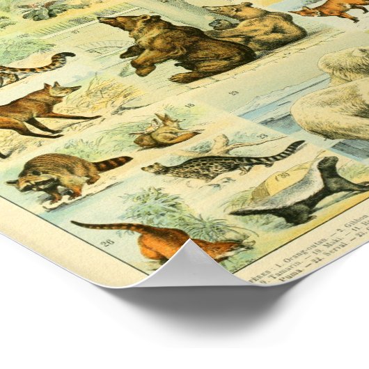 Vintage Wildtiere Print Poster (Ecke)