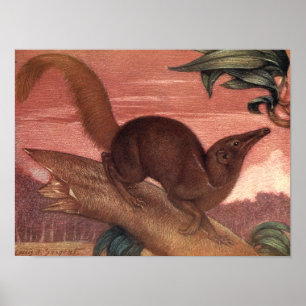 Vintage Wildtiere, Spitzhörnchen von Louis Sargent Poster
