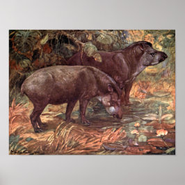 Vintage Wildtiere, Tapire von Winifred Austen Poster