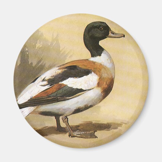 Vintage Wildtiere — Vögel, Mallard-Ente Magnet (Vorne)