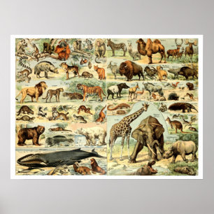 Vintage Wildtiere von Adolphe Millot Poster