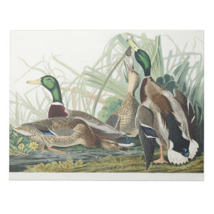 Vintage-Wildtierkunst von Audubon: Stockente Notizblock
