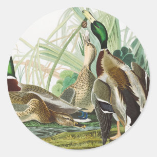 Vintage-Wildtierkunst von Audubon: Stockente Runder Aufkleber