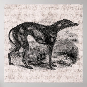 Vintage Windhund-Hunde1800s Windhund-Hunde Poster