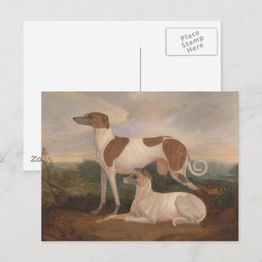 Vintage Windhunde Postkarte (Vorne/Hinten)