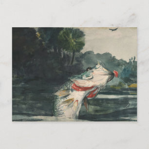 Vintage Winslow Homer Lebensgroßer Schwarzbarsch Postkarte