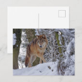 Vintage Winterwolf Postkarte (Vorne/Hinten)