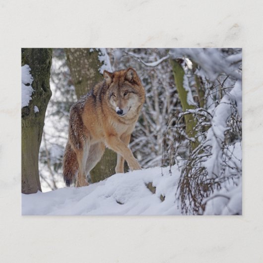 Vintage Winterwolf Postkarte (Vorderseite)