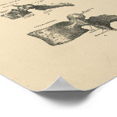 Vintage Wirbelknochen 1880 Druck Poster (Ecke)