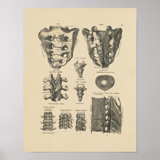 Vintage Wirbelknochen 1880 drucken Poster (Vorne)