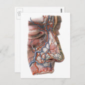 Vintage Wissenschaft menschliche Anatomie, Angesic Postkarte (Vorne/Hinten)