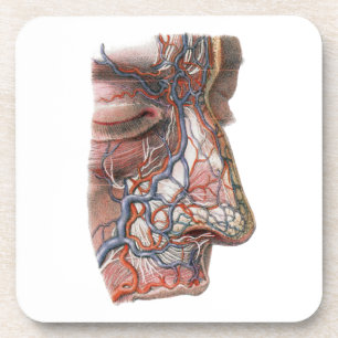 Vintage-Wissenschaft menschliche Anatomie, Gesicht Getränkeuntersetzer