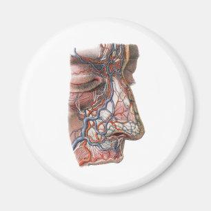 Vintage-Wissenschaft Menschliche Anatomie, Gesicht Magnet