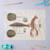 Vintage wissenschaftliche Entkopplung Seidenpapier (Basteln)