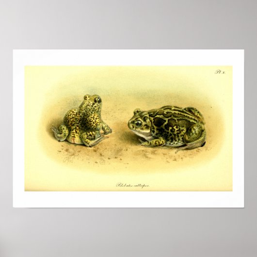 Vintage wissenschaftliche Illustration Spadefoot T Poster (Vorne)