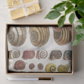 Vintage wissenschaftliche Muscheln Seidenpapier (Geschenk)