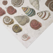 Vintage wissenschaftliche Muscheln Seidenpapier (Detail)