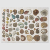 Vintage wissenschaftliche Muscheln Seidenpapier (Vorderseite)
