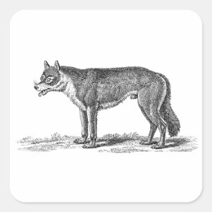 Vintage Wolf-Illustration - Wölfe Vorlage 1800er J Quadratischer Aufkleber