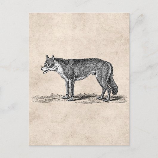Vintage Wolf-Illustration - Wolfenvorlage aus dem  Postkarte (Vorderseite)