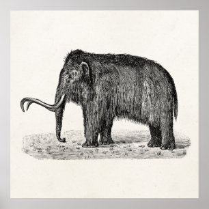 Vintage Wolle Mammoth Illustration Wollmammut Poster