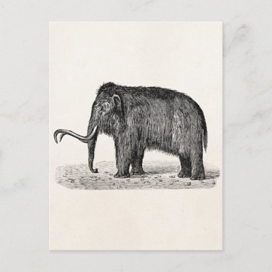 Vintage Wolle Mammoth Illustration Wollmammut Postkarte (Vorderseite)