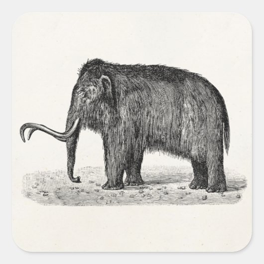 Vintage Wolle Mammoth Illustration Wollmammut Quadratischer Aufkleber (Vorderseite)