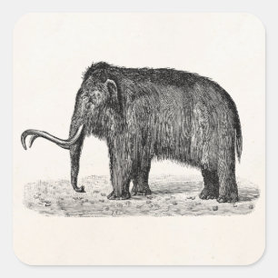 Vintage-Wollhaarmammut-Illustration Wollige Mammut Quadratischer Aufkleber
