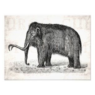 Vintage wolliges Mammut-Illustrations-Wooly Fotodruck