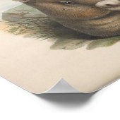 Vintage Wombat-Illustration Poster (Ecke)