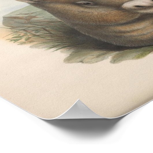 Vintage Wombat-Illustration Poster (Ecke)