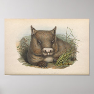 Vintage Wombat-Illustration Poster