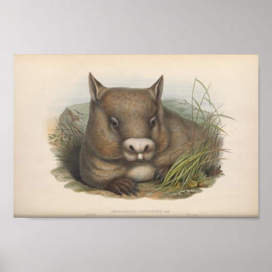 Vintage Wombat-Illustration Poster (Vorne)