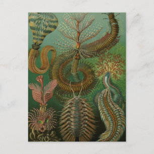 Vintage Worms Annelids Chaetopoda by Ernst Haeckel Postkarte