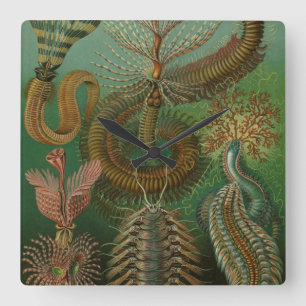 Vintage Worms Annelids Chaetopoda by Ernst Haeckel Quadratische Wanduhr