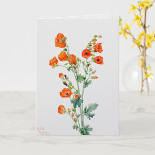 Vintage-Wüsten-Kugelmallow-Botanikillustration Karte