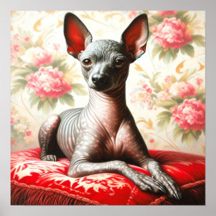 Vintage Xoloitzcuintle Illustration Poster