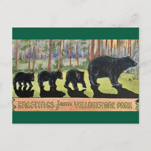 Vintage Yellowstone Park Bären Postkarte (Vorderseite)
