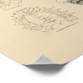 Vintage Zahnanatomie 1880 Druck Poster (Ecke)