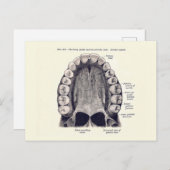 Vintage Zähne und Gaumendiagramm Postkarte (Vorne/Hinten)