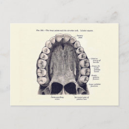 Vintage Zähne und Gaumendiagramm Postkarte