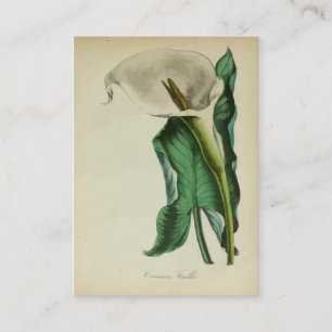 Vintage-Zantedeschie-Blume Botanische Aquarellma Visitenkarte