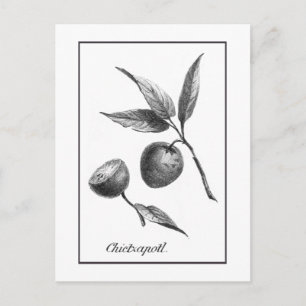 Vintage Zapote exotische Frucht-Ätzkarte Postkarte